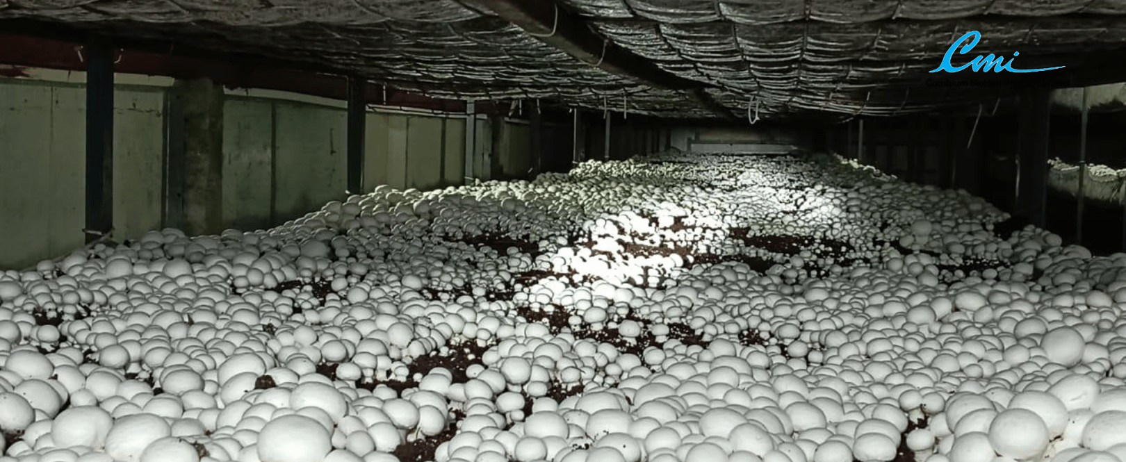 Growing Button Mushrooms at Cambium Biotech Private Limited Growing Button Mushrooms at Cambium Biotech Private Limited