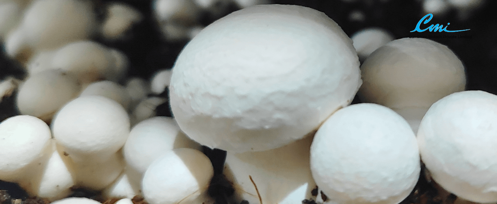 Button Mushrooms at Cambium Biotech Private Limited