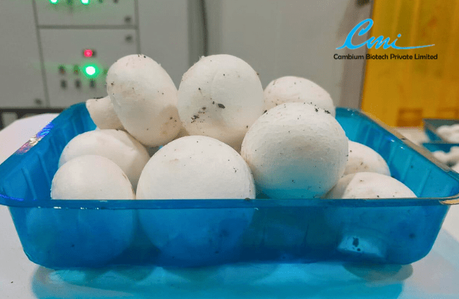 Button Mushrooms at Cambium Biotech Private Limited
